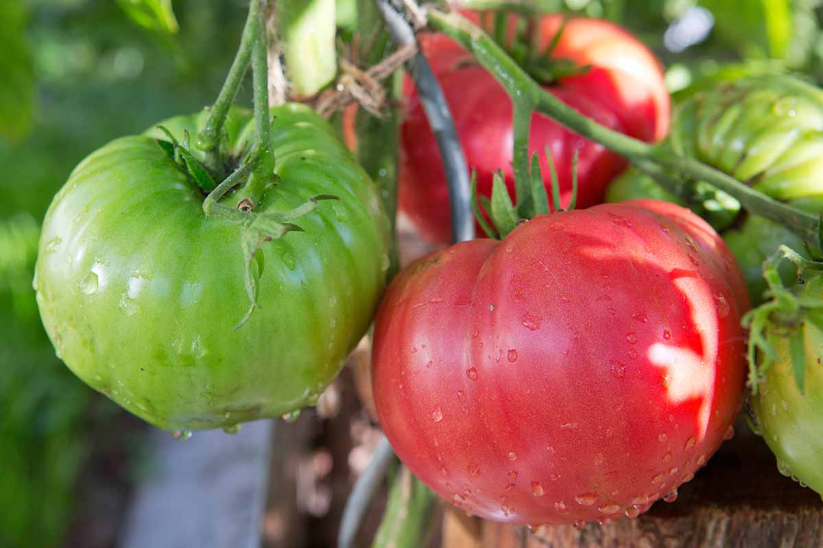 Une image horizontale rapprochée de tomates rouges mûres et vertes non mûres poussant sur la vigne recouverte de gouttelettes d'eau et illustrée sur un fond de mise au point doux.