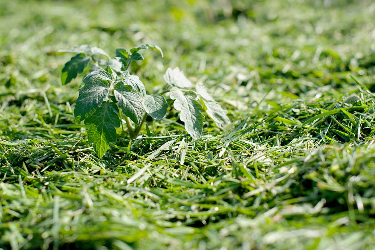 Une image horizontale rapprochée des coupures de pelouse utilisées comme paillis dans le potager.