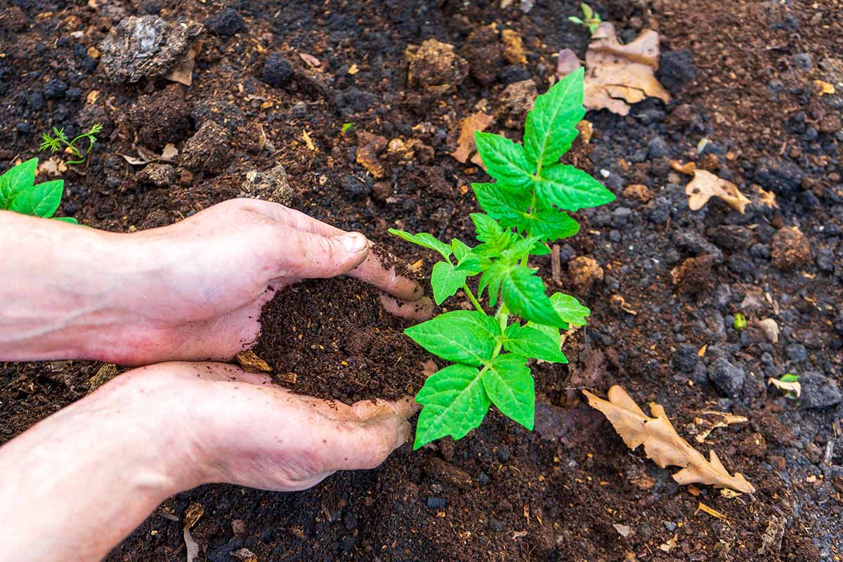 Une image horizontale rapprochée de deux mains de la gauche du cadre appliquant un compost autour des semis.