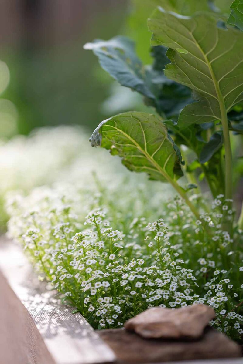 Une image verticale rapprochée de la douceur de la douceur comme un couvercle de terrain vivant dans un lit de jardin surélevé en bois.