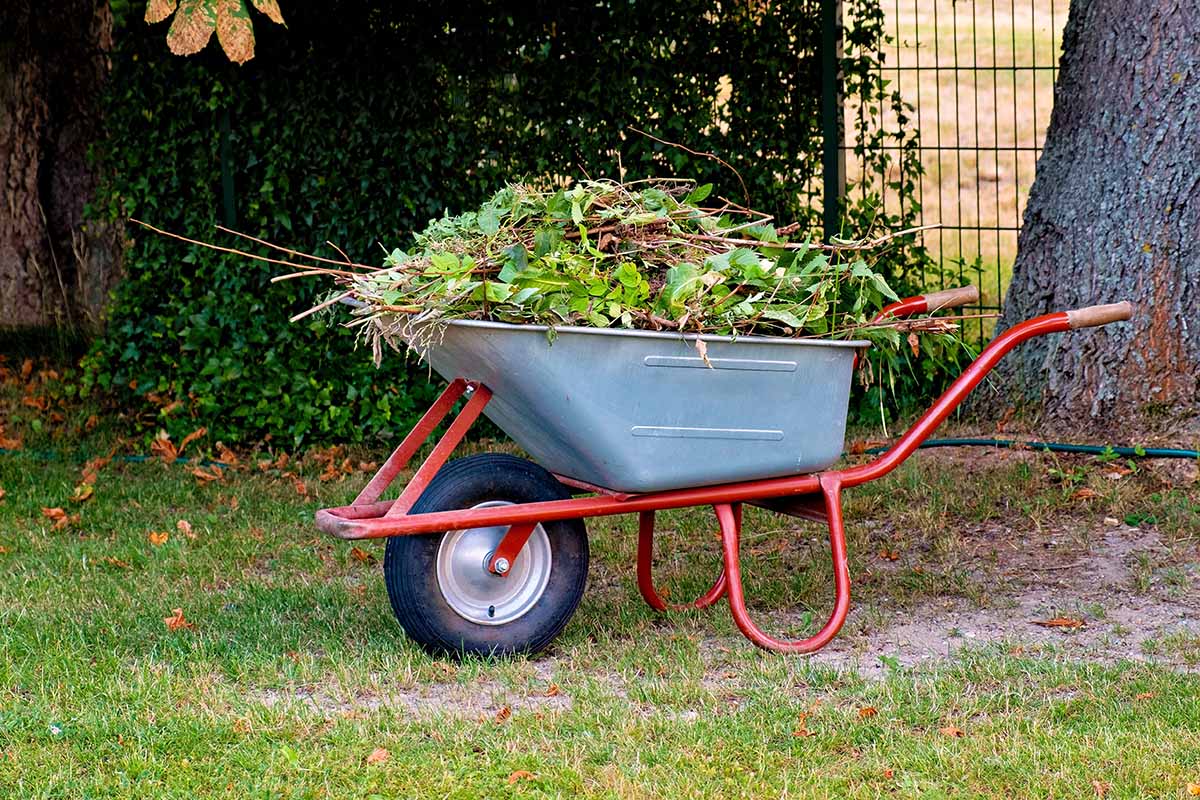 Une image horizontale rapprochée d'une brouette remplie de coupures de jardin.