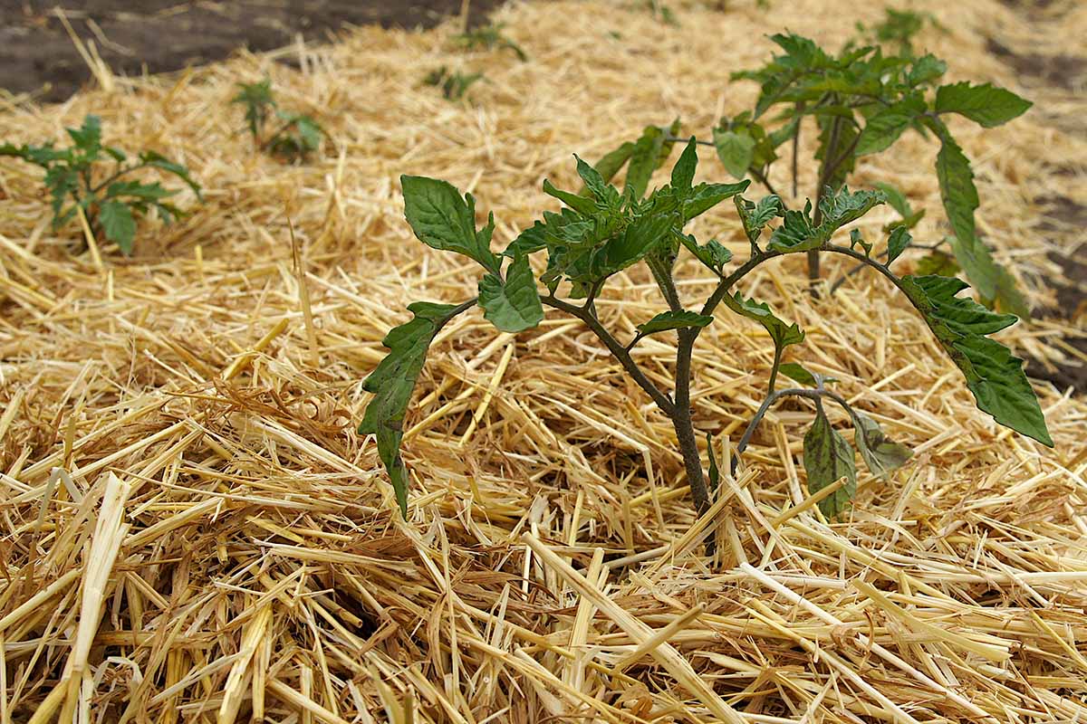 Une image horizontale rapprochée des semis de tomates entourés de paillis de paille.