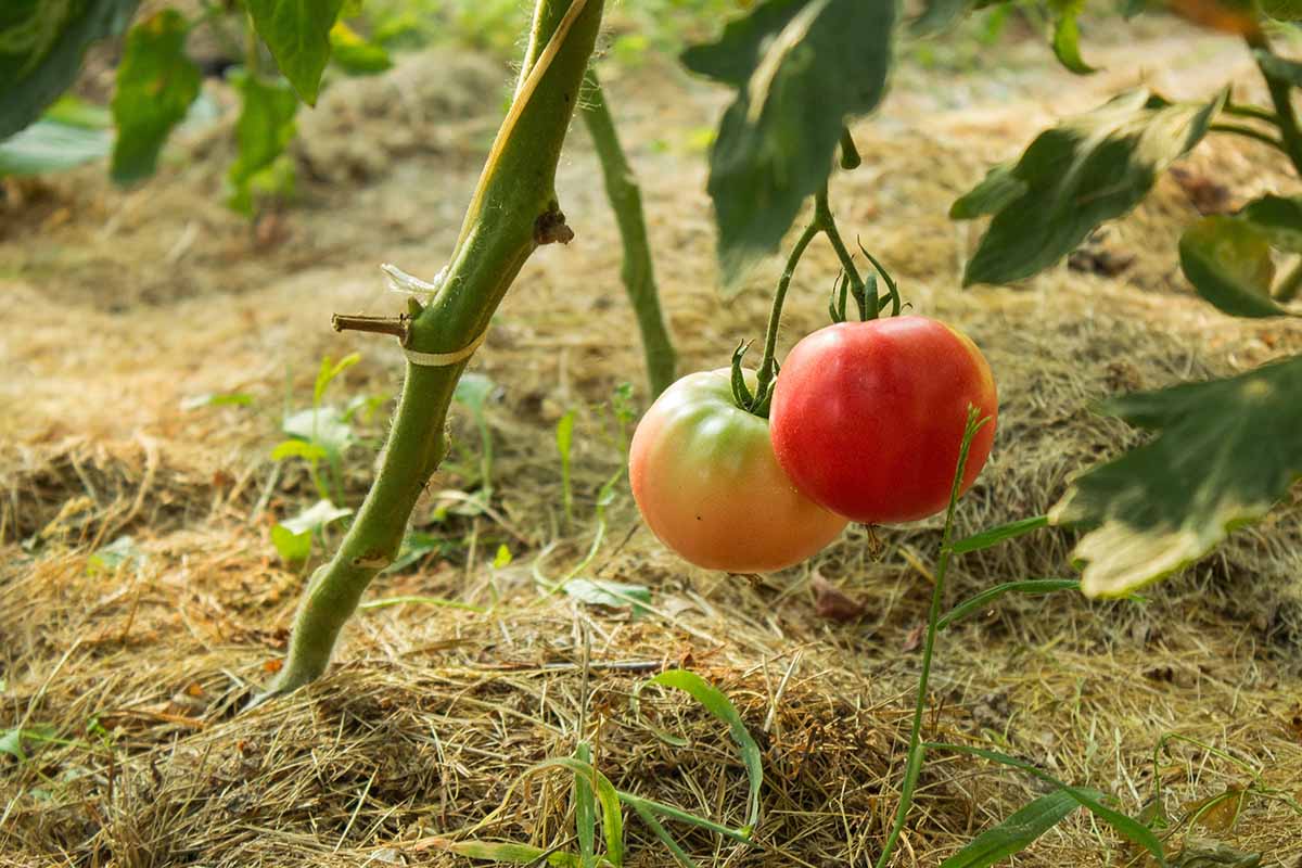 Une image horizontale rapprochée de tomates mûres et non mûres poussant dans le jardin entouré de paillis.
