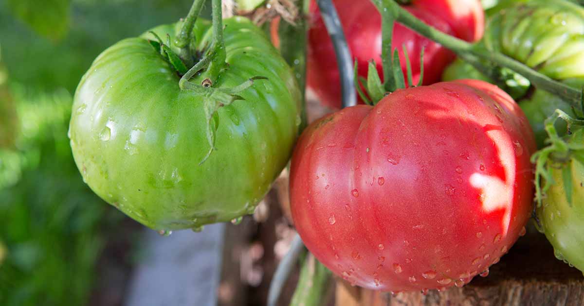 Quel est le meilleur type de paillis pour les plants de tomates? 7 options supérieures
