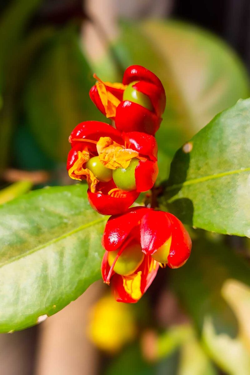 Une image verticale rapprochée des bractées rouge vif et des fruits en développement d'une plante Mickey Mouse poussant sous un soleil brillant sur un fond de mise au point doux.