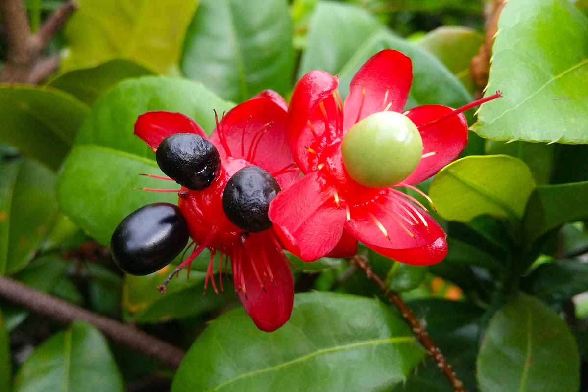Une image horizontale rapprochée de la fleur rouge et des fruits verts et noirs d'une plante Mickey Mouse poussant dans le jardin.