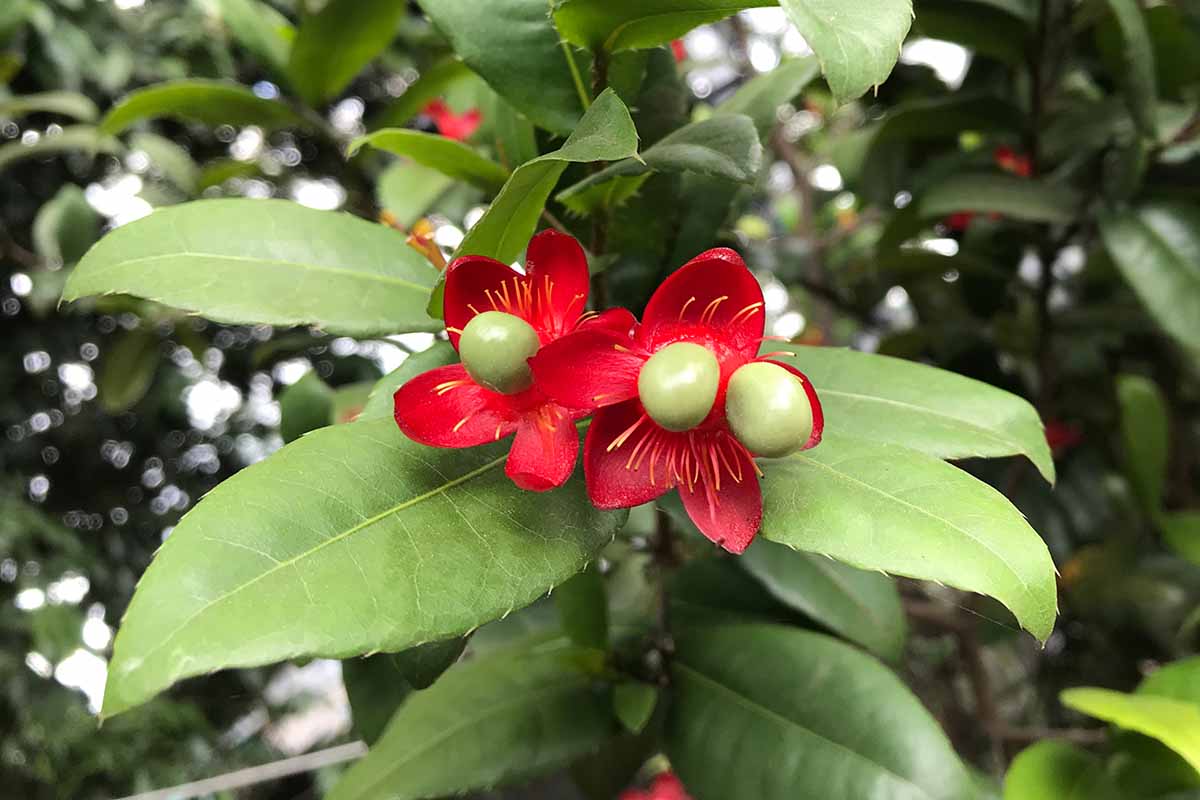 Une image horizontale rapprochée des fruits en développement d'un arbuste Ochna Serrata illustré sur un fond de mise au point doux.