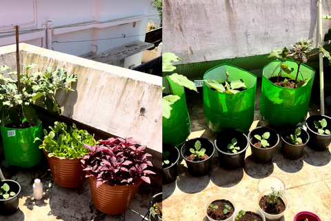 Quelles sont vos plantes préférées pour cultiver dans le jardin?