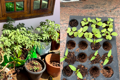 Quelles sont les plantes avec lesquelles vous n'avez pas eu autant de succès?