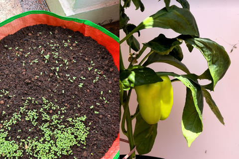 Y a-t-il de nouvelles plantes sur votre liste de souhaits?