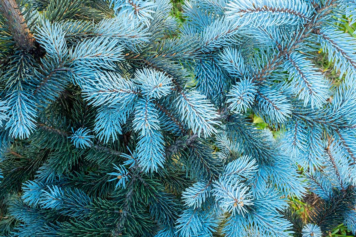 Une image horizontale rapprochée du feuillage bleu vif d'un Picea pungens poussant dans le jardin.