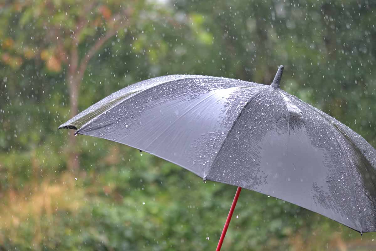 Une image horizontale rapprochée d'un parapluie noir sous la pluie.