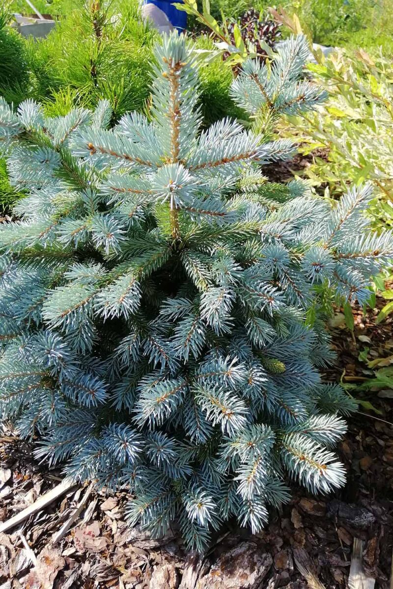 Une image verticale rapprochée d'une petite picea pungens poussant dans le paysage.