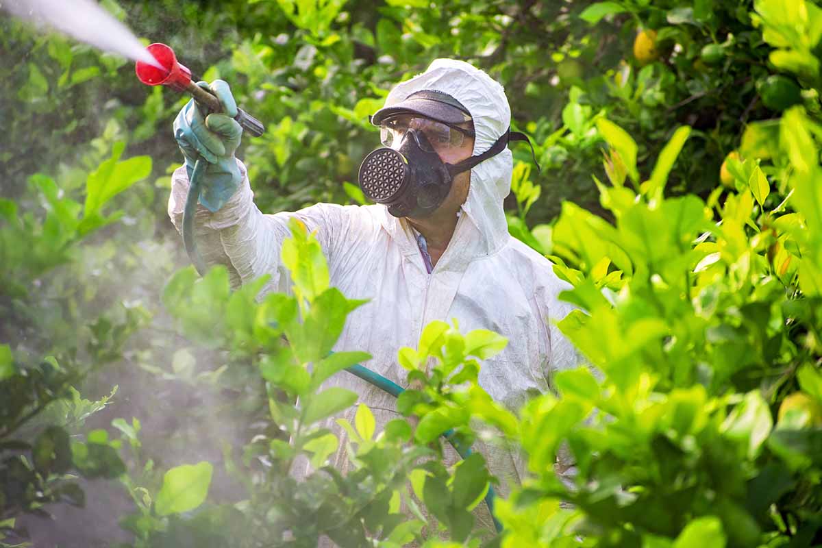 Une image horizontale d'un jardinier portant des PPE pulvérisant des pesticides dans un verger.