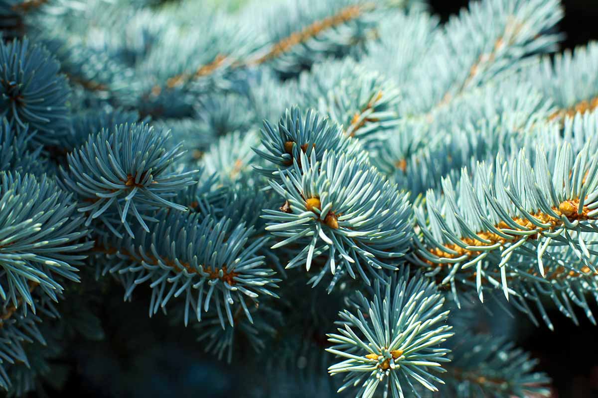 Une image horizontale rapprochée des aiguilles et des cônes en développement d'un Picea pungens illustré sous le soleil léger.