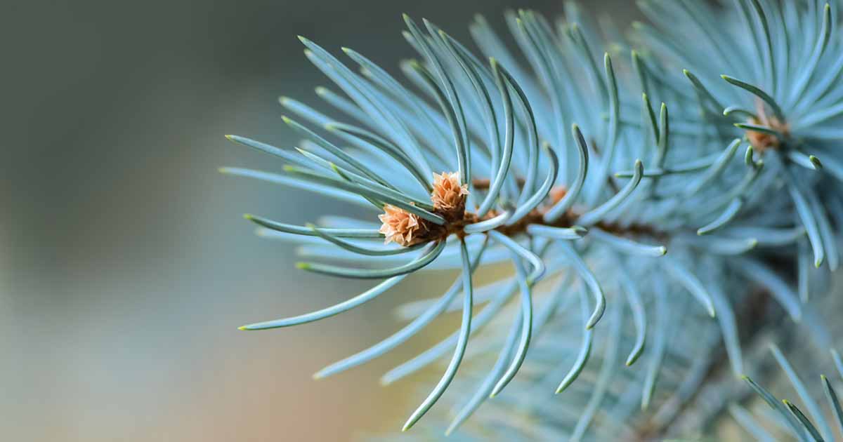 Spruce bleu devenant vert? 7 causes et solutions