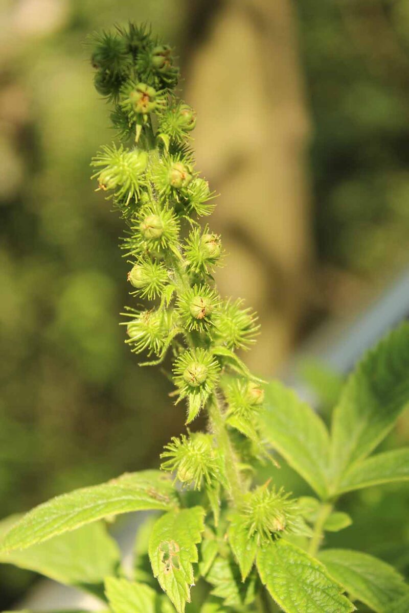 Une image verticale rapprochée des gousses de graines en développement d'une plante Agrimonia odorata illustrée sur un fond de mise au point doux.