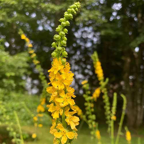 Une image carrée rapprochée d'une tige de fleur d'agrimance commune.