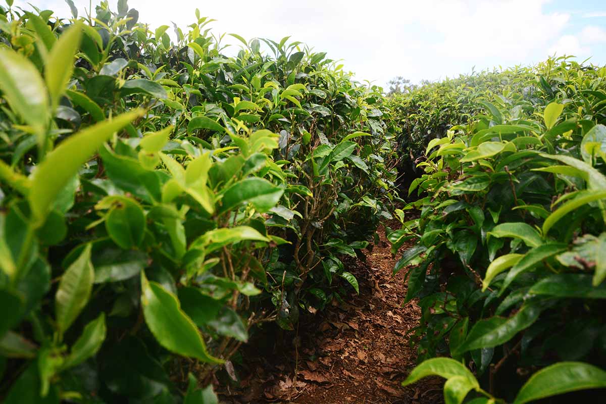 Une image horizontale de rangées de plants de thé qui poussent dans une plantation commerciale.