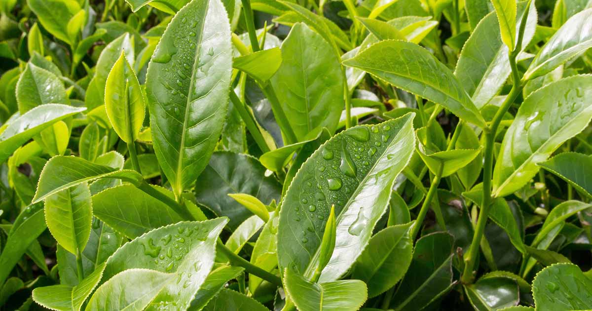 Comment cultiver et prendre soin des plants de thé (Camellia sinensis)
