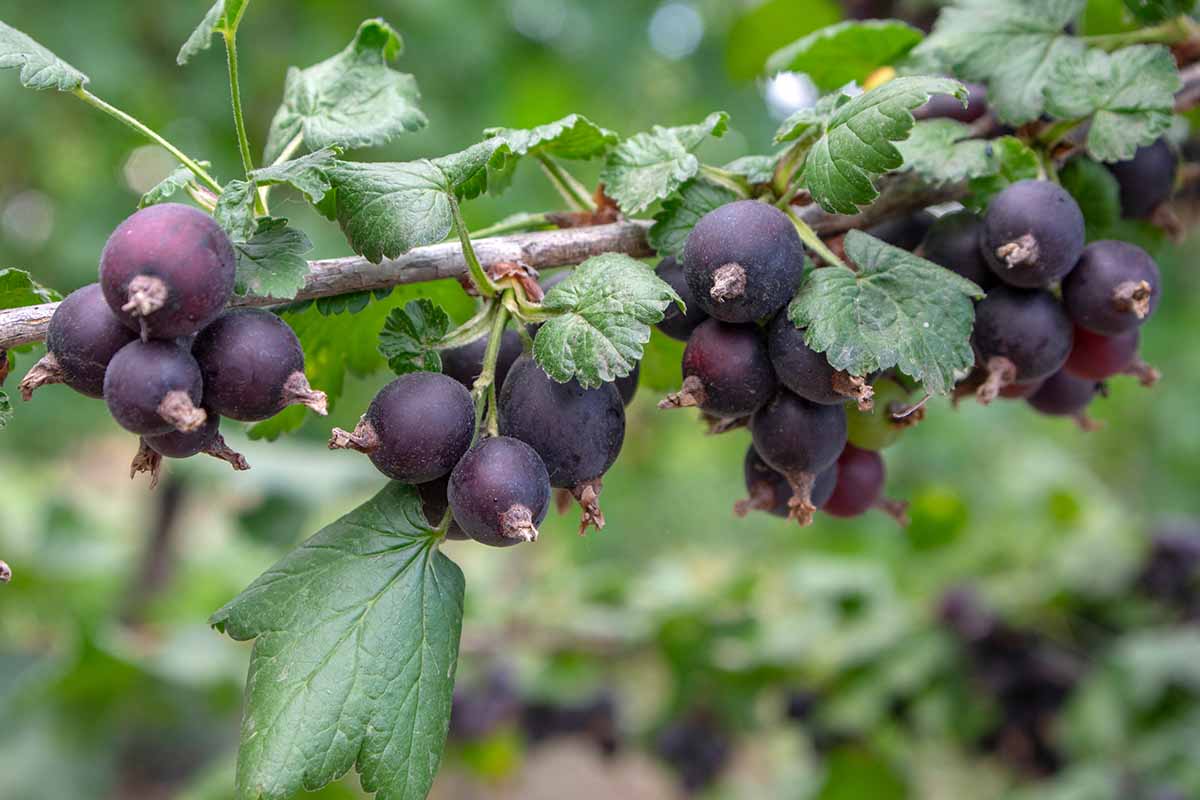 Une image horizontale rapprochée de baies sombres mûres sur une branche dans le jardin illustré sur un fond de mise au point doux.