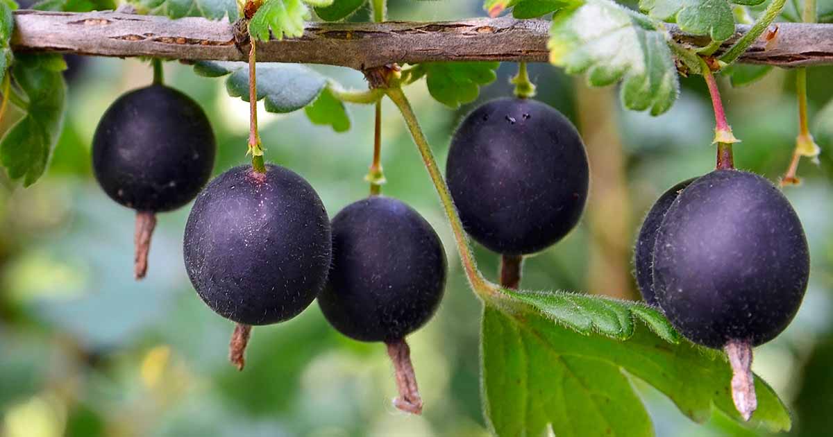 Comment planter et cultiver des jostaberries