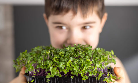 7 raisons pour lesquelles la croissance des micro-verts est parfaite pour les enfants