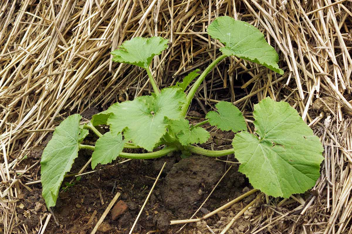 Une image horizontale rapprochée de la greffe de courgettes entourée d'un paillis de paille.