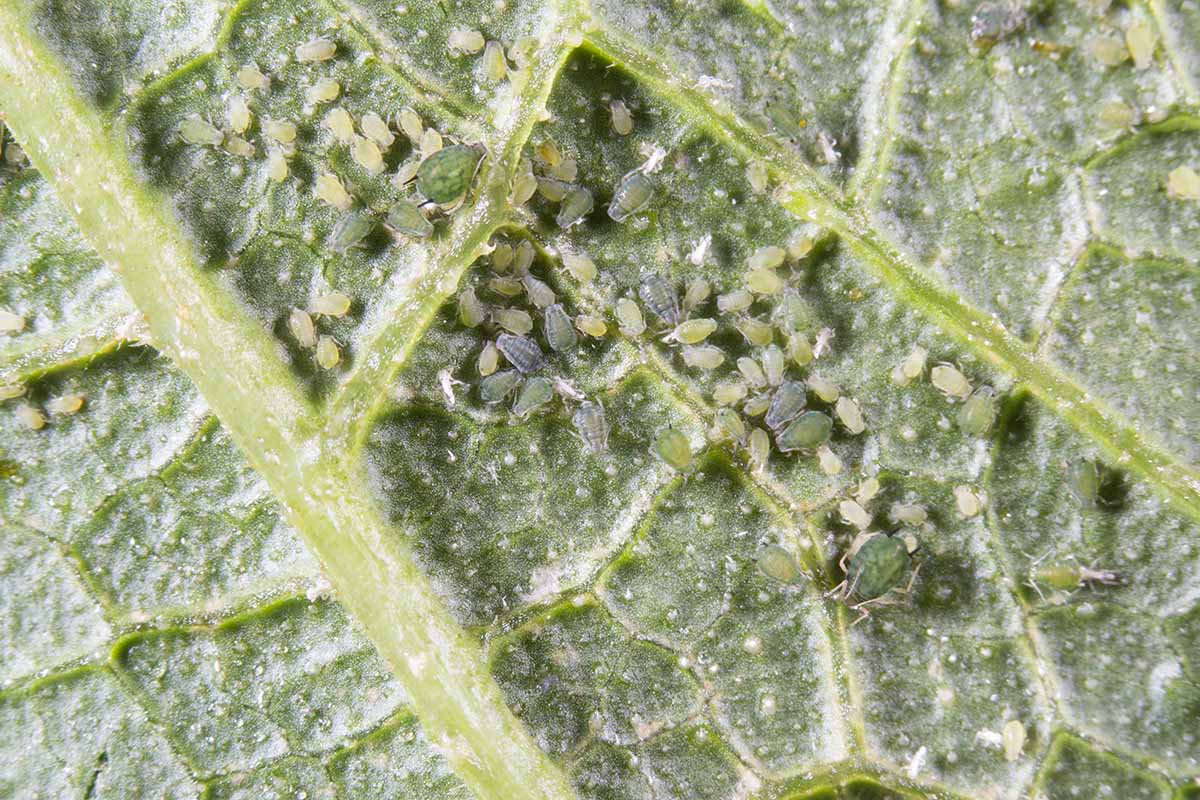 Une image horizontale rapprochée d'une infestation de pucerons sur le dessous d'une feuille.