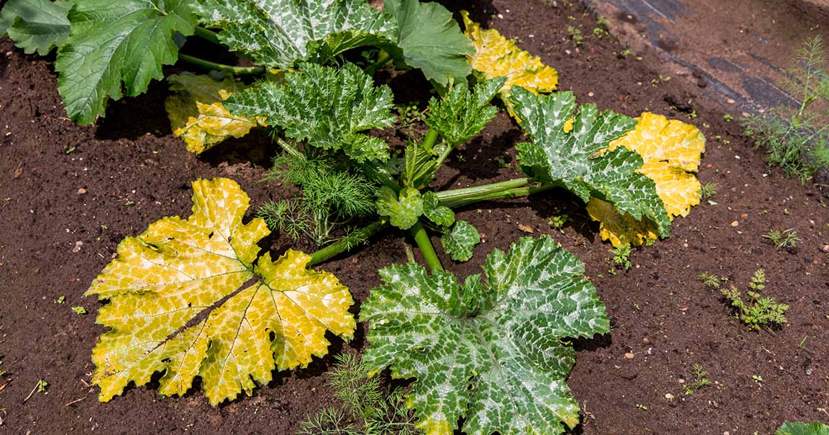 Dépannage des feuilles jaunes sur les courgettes: 7 causes communes