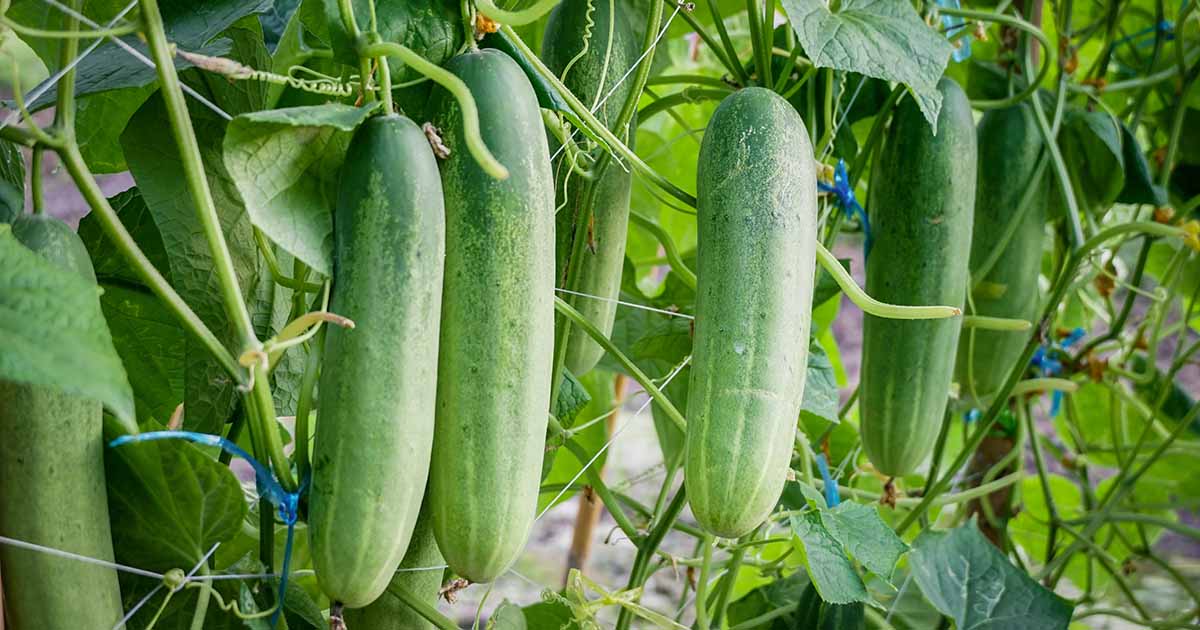 Apprenez à cultiver des concombres dans des pots et des conteneurs