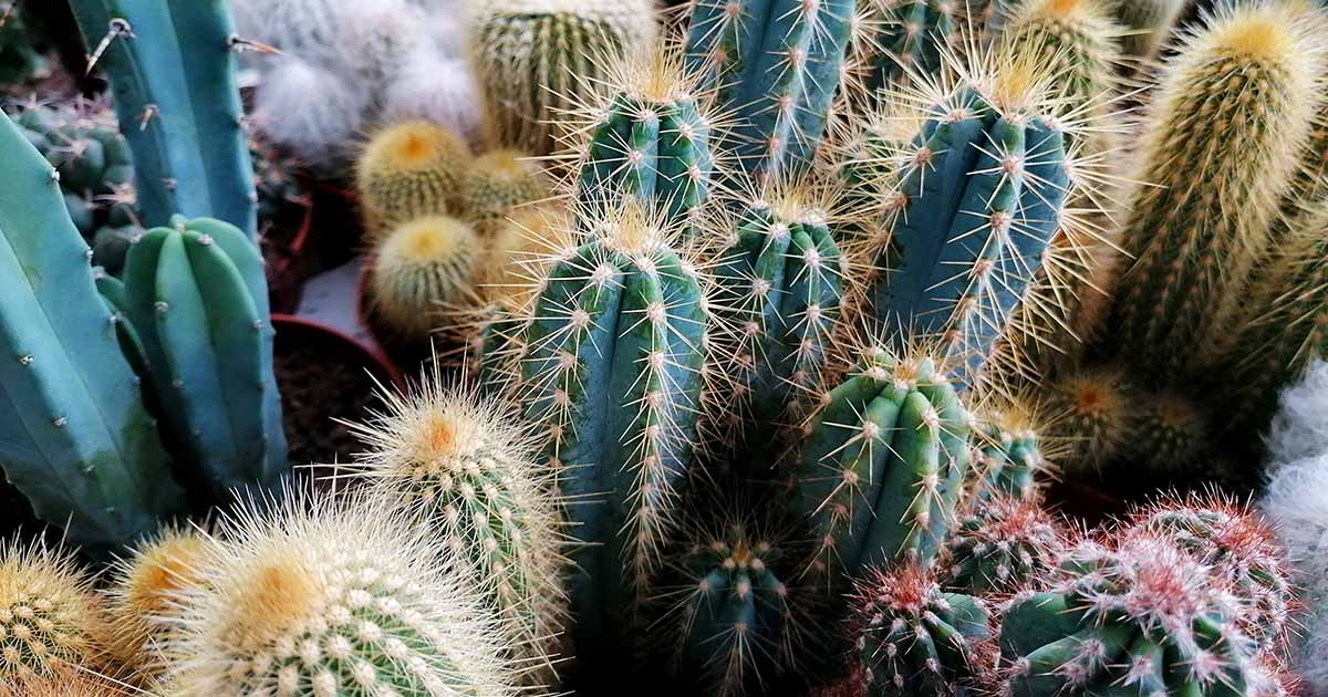 Cactus devenu doux: 5 raisons et correctifs