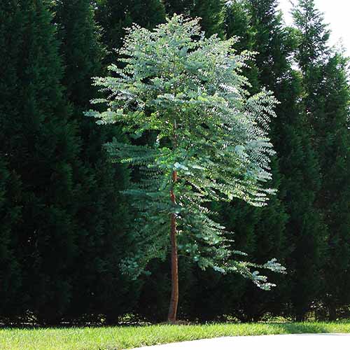 Un gros plan d'une jeune eucalyptus «bleu bébé» poussant dans un parc.