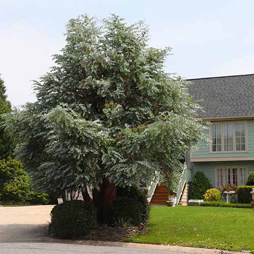 Une image carrée d'une eucalyptus en argent poussant devant une résidence.