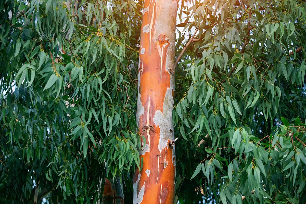 A close up horizontal image of the distinctive bark and lance-shaped foliage of a eucalyptus tree.
