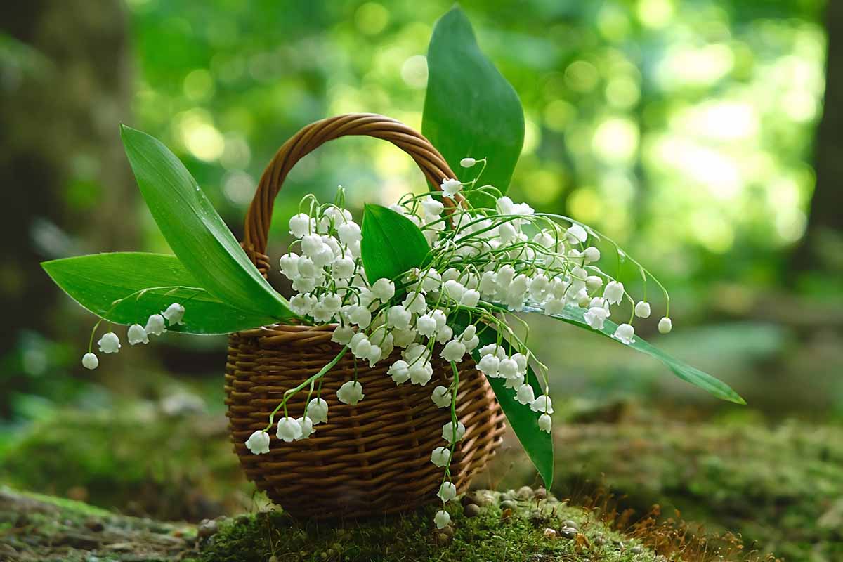 Une image horizontale rapprochée d'un panier en osier fixé sur le sol dans ce qui ressemble à une forêt, avec des fleurs Convallaria Majalis se répandant sur le côté.