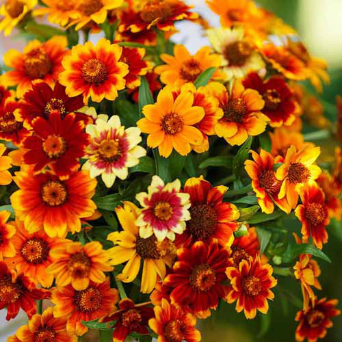 Une image carrée rapprochée des fleurs de Zinnia «Old Mexico» poussant dans le jardin illustré sous le soleil léger sur un fond de mise au point doux.