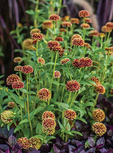 Un gros plan de fleurs de zinnia mexicaines «Color Crackle» poussant dans le jardin.