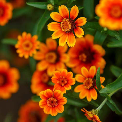 Une image carrée rapprochée des fleurs «Chippendale Daisy» illustrées sur un fond de mise au point doux.