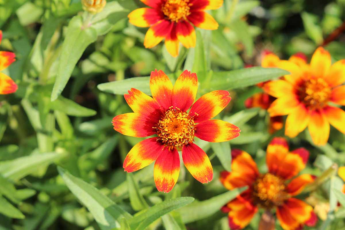 Une image horizontale rapprochée des zinnias mexicaines avec des fleurs à pétale unique en pleine floraison.