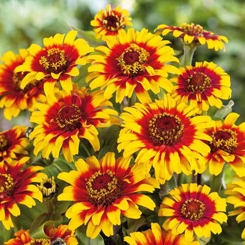Une image carrée rapprochée des fleurs bicolores jaunes et rouges de zinnias mexicains «sombrero» illustrés sur un fond de mise au point doux.