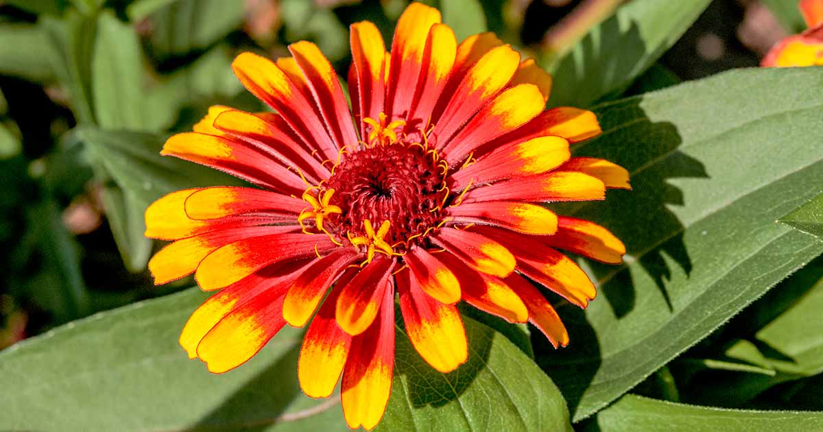 Comment planter et cultiver des zinnias mexicains