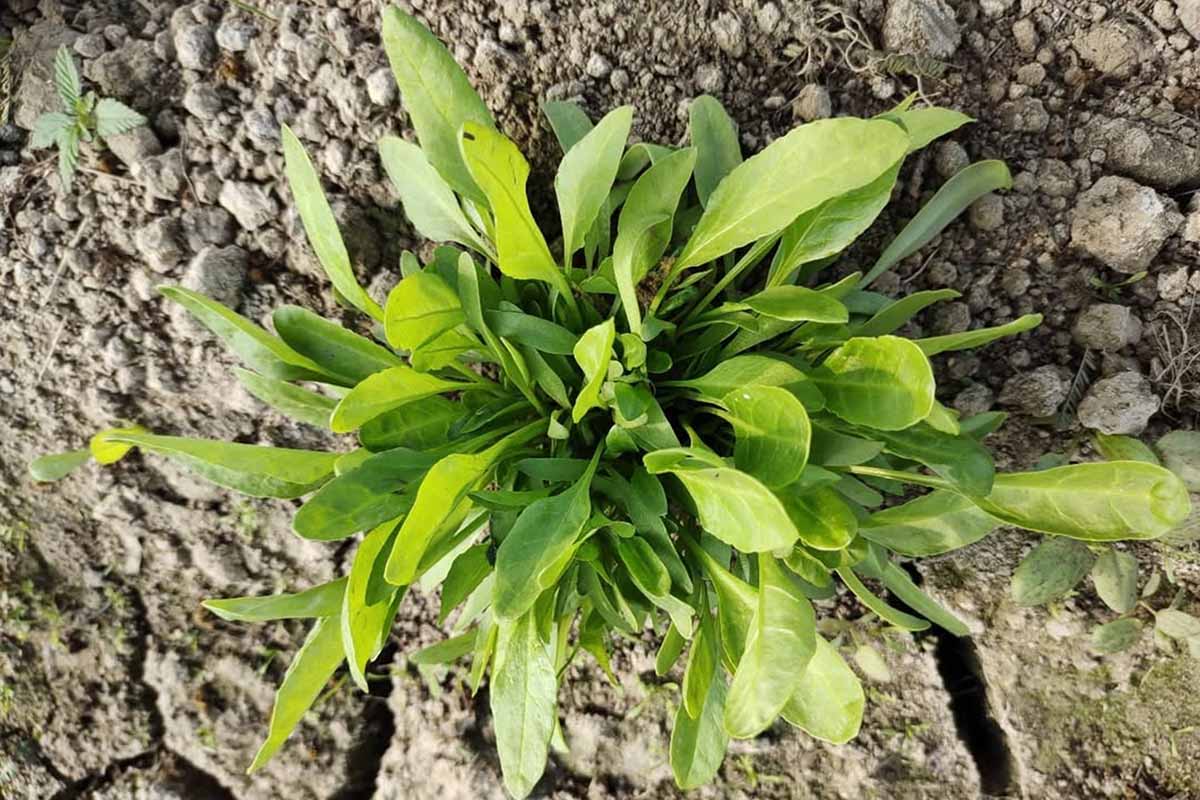 Une image en haut en haut en haut d'une petite plante d'ergage d'un petit teinturier (Isatis tinctoria) poussant dans un sol épuisé et séché.