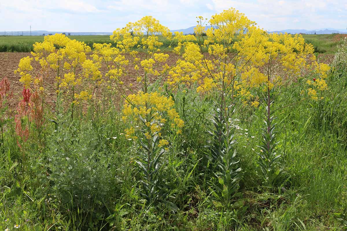 Une image horizontale d'Isatis tinctoria en pleine floraison poussant sauvage dans une prairie.
