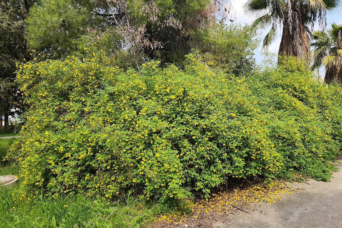 Une image horizontale d'un grand jasmin italien (Chrysojasminum humile) poussant dans le paysage.
