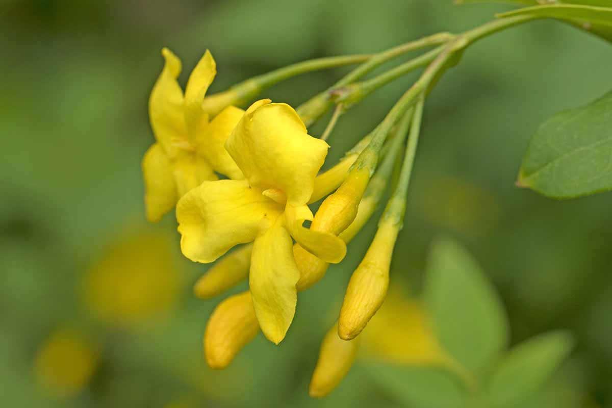 Une image horizontale rapprochée des fleurs vives du jasmin italien illustré sur un fond de mise au point doux.