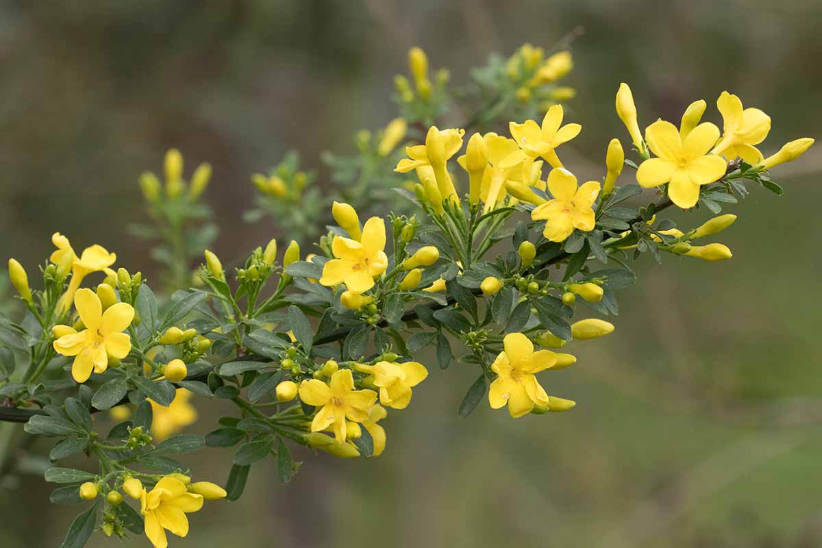 Une image horizontale rapprochée du jasmin italien (Chrysojasminum humile) en fleurs illustrée sur un fond de mise au point doux.