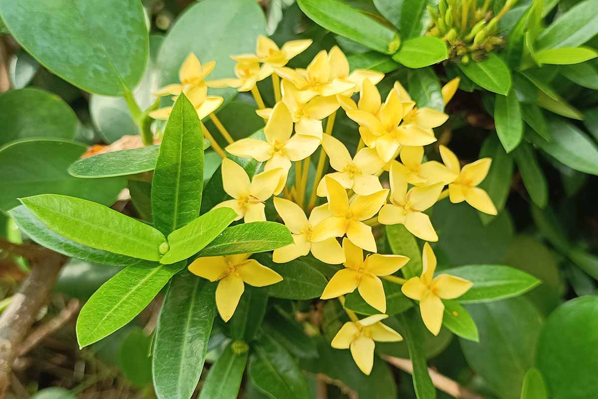 Une image horizontale rapprochée des fleurs jaune vif du jasmin italien (Chrysojasminum humile) poussant dans le jardin.