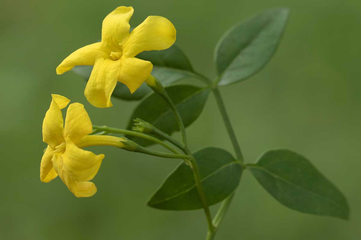 Une image horizontale rapprochée des fleurs jaunes du jasmin italien (Chrysojasminum humile) illustré sur un fond de mise au point doux.