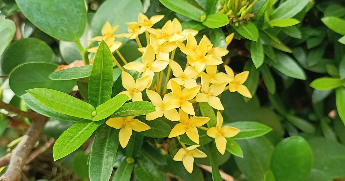 Comment grandir et prendre soin du jasmin italien